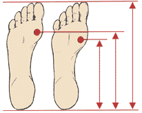 Metatarsal Illustration